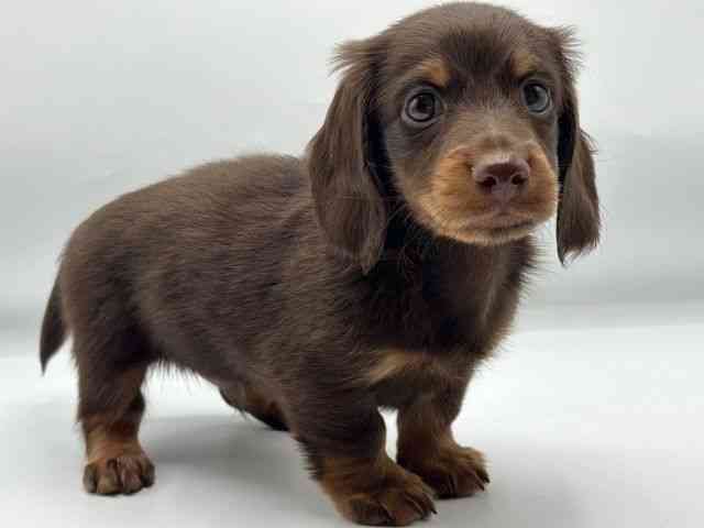 香川県のカニンヘンダックスフンド(ロング) (ひごペットフレンドリーゆめタウン高松店/2025年12月27日生まれ/男の子/チョコレートタン)の子犬の3枚目の画像