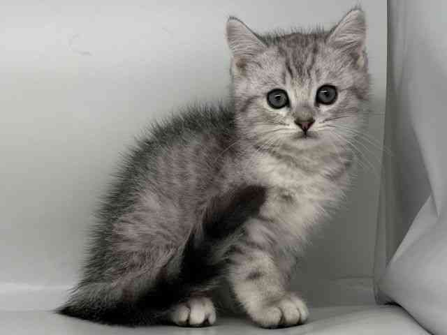 徳島県のミヌエット (ひごペットフレンドリーゆめタウン徳島店/2025年12月17日生まれ/男の子/シルバータビーホワイト)の子猫の3枚目の画像