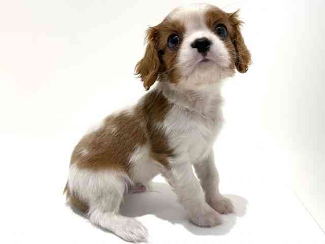 大阪府のキャバリアキングチャールズスパニエル (ひごペットフレンドリーイオン高槻店/2025年12月25日生まれ/男の子/ブレンハイム)の子犬の3枚目の画像