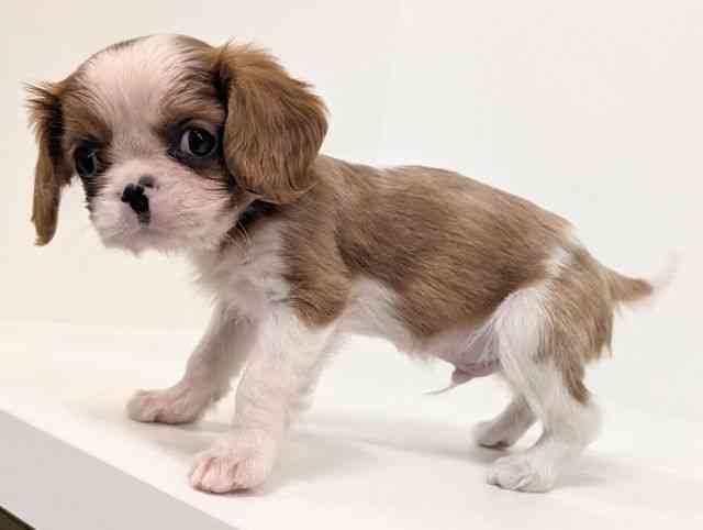 福岡県のキャバリアキングチャールズスパニエル (ひごペットフレンドリーリバーウォーク北九州店/2025年12月25日生まれ/男の子/ブレンハイム)の子犬の3枚目の画像