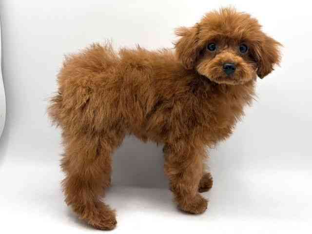 奈良県のトイプードル(トイ) (ひごペットフレンドリー田原本店/2025年12月25日生まれ/女の子/レッドフォーン)の子犬の3枚目の画像