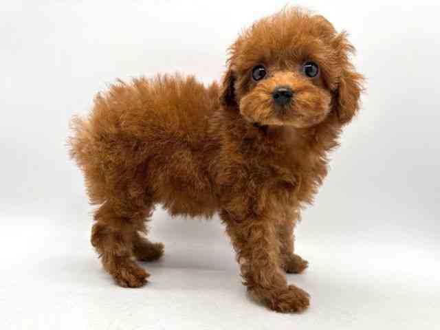 奈良県のトイプードル(トイ) (ひごペットフレンドリー田原本店/2025年12月25日生まれ/女の子/レッドフォーン)の子犬の3枚目の画像