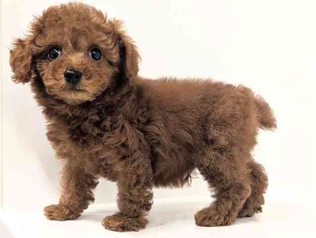 福岡県のトイプードル(トイ) (ひごペットフレンドリーリバーウォーク北九州店/2025年12月25日生まれ/男の子/レッドフォーン)の子犬の3枚目の画像