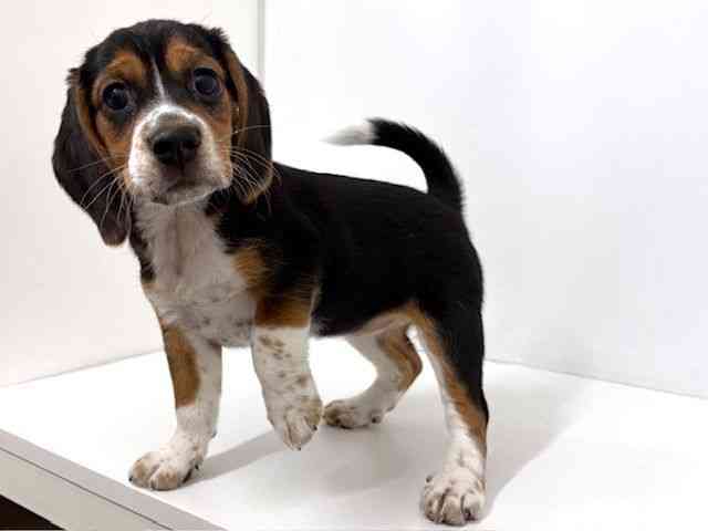 大阪府のビーグル (ひごペットフレンドリーベルファⅡ都島店/2025年12月27日生まれ/女の子/ブラックタンホワイト)の子犬の3枚目の画像