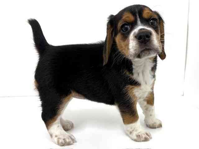 大阪府のビーグル (ひごペットフレンドリーベルファⅡ都島店/2025年12月27日生まれ/女の子/ブラックタンホワイト)の子犬の3枚目の画像