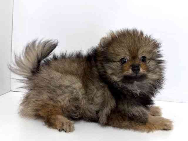 大阪府のポメラニアン (ひごペットフレンドリーベルファⅡ都島店/2025年12月28日生まれ/男の子/オレンジ)の子犬の3枚目の画像