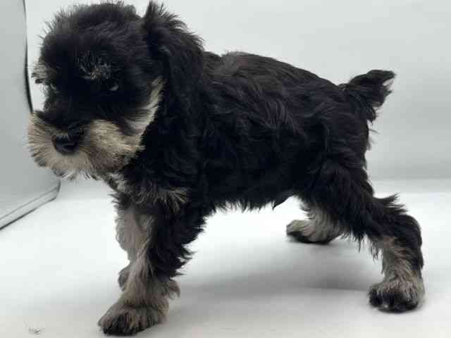 香川県のミニチュアシュナウザー (ひごペットフレンドリーゆめタウン高松店/2025年12月28日生まれ/男の子/ブラックシルバー)の子犬の3枚目の画像