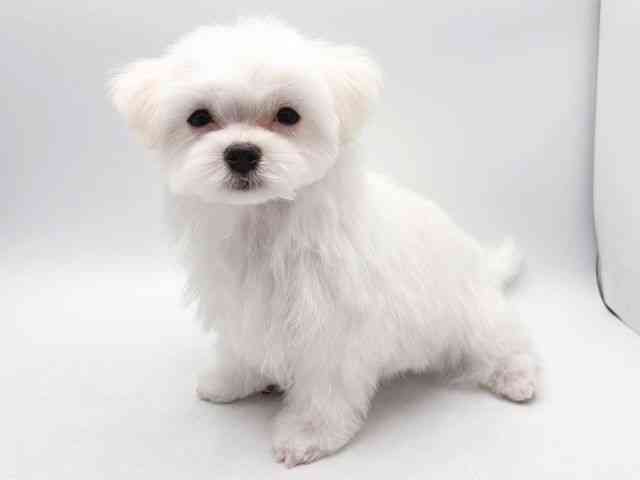 奈良県のマルチーズ (ひごペットフレンドリー田原本店/2025年12月27日生まれ/男の子/ホワイト)の子犬の3枚目の画像