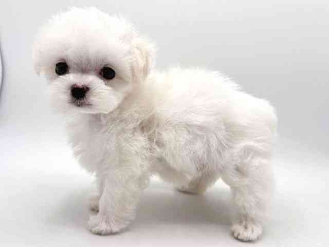 奈良県のマルチーズ (ひごペットフレンドリー田原本店/2025年12月27日生まれ/男の子/ホワイト)の子犬の3枚目の画像