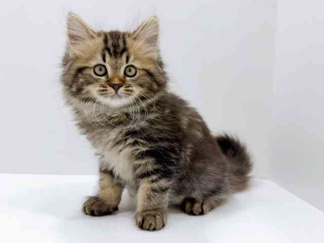 広島県のミヌエット (ひごペットフレンドリーフジグラン神辺店/2025年12月26日生まれ/女の子/ブラウンタビー)の子猫の3枚目の画像