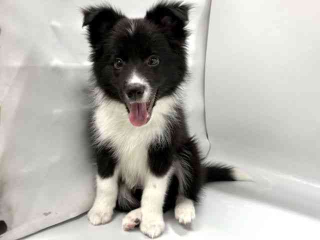 京都府のボーダーコリー (ひごペットフレンドリー京都店/2025年12月28日生まれ/男の子/ブラックホワイト)の子犬の3枚目の画像