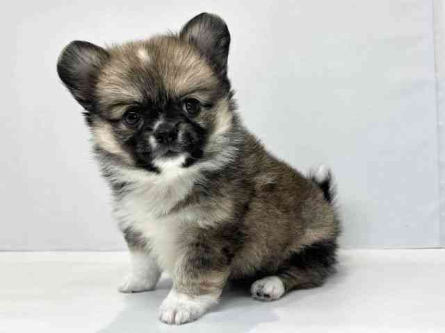 大阪府のポメチワ/チワポメ/ポメチー(ポメラニアン×チワワ) (ひごペットフレンドリーセブンパーク天美店/2025年12月27日生まれ/男の子/レッドホワイト)の子犬の3枚目の画像