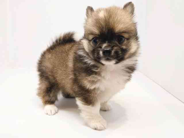 大阪府のポメチワ/チワポメ/ポメチー(ポメラニアン×チワワ) (ひごペットフレンドリーセブンパーク天美店/2025年12月27日生まれ/男の子/レッドホワイト)の子犬の3枚目の画像