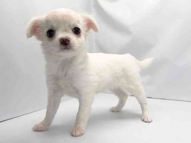 京都府のチワワ(ロング) (ひごペットフレンドリー洛北阪急スクエア店/2025年12月21日生まれ/女の子/ホワイトクリーム)の子犬の3枚目の画像