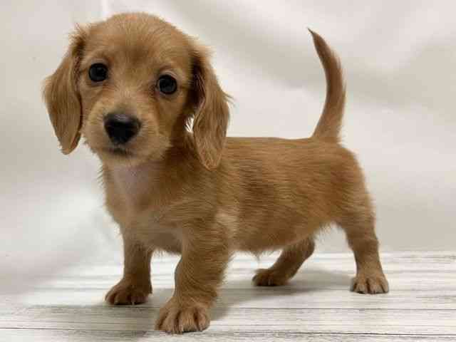 和歌山県のミニチュアダックスフンド(ロング) (ひごペットフレンドリーパームシティ和歌山店/2025年12月28日生まれ/女の子/ゴールド)の子犬の3枚目の画像