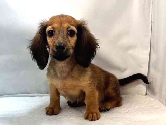 大阪府のミニチュアダックスフンド(ロング) (ひごペットフレンドリー堺プラットプラット店/2025年12月28日生まれ/女の子/レッド)の子犬の3枚目の画像