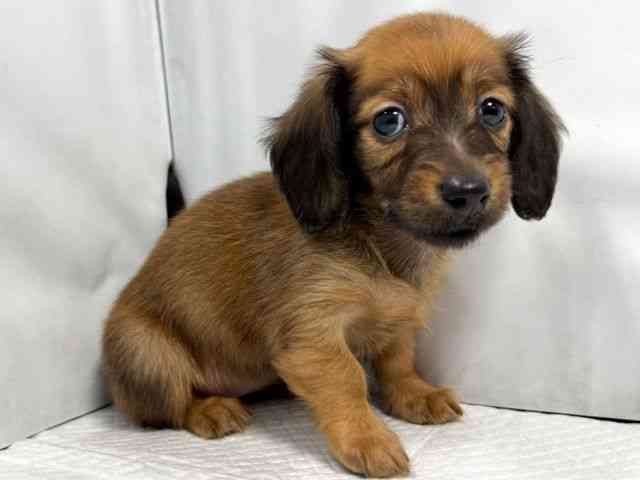 大阪府のミニチュアダックスフンド(ロング) (ひごペットフレンドリー堺プラットプラット店/2025年12月28日生まれ/女の子/レッド)の子犬の3枚目の画像