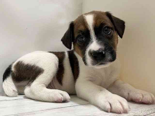 和歌山県のジャックラッセルテリア (ひごペットフレンドリーパームシティ和歌山店/2025年12月28日生まれ/男の子/ホワイトタン)の子犬の3枚目の画像