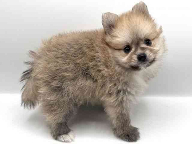 京都府のポメラニアン (ひごペットフレンドリーイオンモール高の原店/2025年12月27日生まれ/男の子/オレンジ)の子犬の3枚目の画像