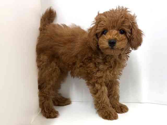 大阪府のトイプードル(トイ) (ひごペットフレンドリーベルファⅡ都島店/2025年12月28日生まれ/男の子/レッド)の子犬の3枚目の画像