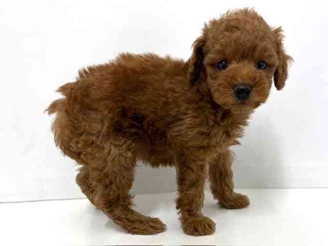 大阪府のトイプードル(トイ) (ひごペットフレンドリーベルファⅡ都島店/2025年12月28日生まれ/男の子/レッド)の子犬の3枚目の画像