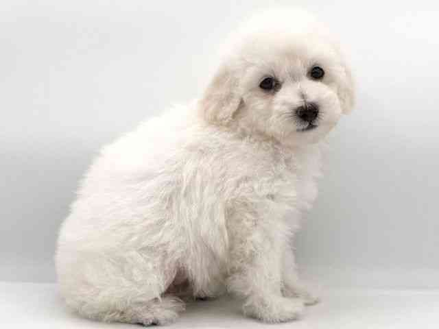 大阪府のトイプードル(トイ) (ひごペットフレンドリーイオンそよら海老江店/2025年12月28日生まれ/女の子/ホワイト)の子犬の3枚目の画像