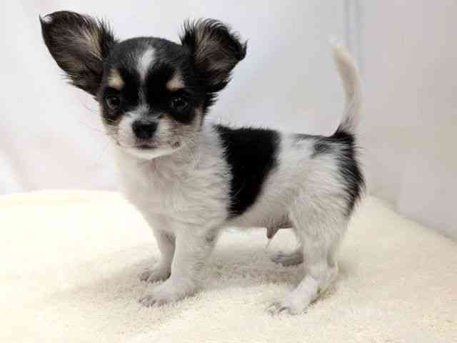 広島県のチワワ(ロング) (ひごペットフレンドリーゆめタウン廿日市店/2025年12月28日生まれ/男の子/ブラックタンホワイト)の子犬の3枚目の画像