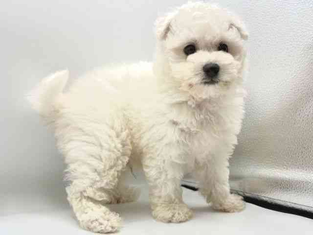 愛知県のボロニーズ (ひごペットフレンドリーヴィアモール アピタ江南西店/2025年12月27日生まれ/男の子/ホワイト)の子犬の3枚目の画像