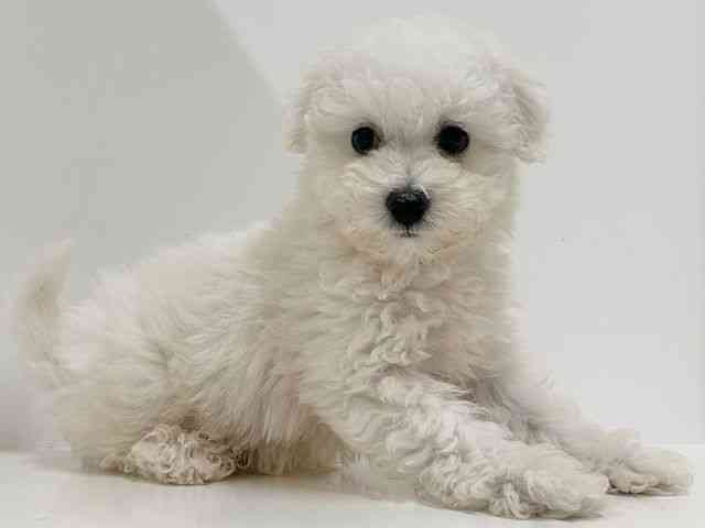 奈良県のボロニーズ (ひごペットフレンドリーイオンモール橿原ウエスト・ビレッジ店/2025年12月27日生まれ/男の子/ホワイト)の子犬の3枚目の画像