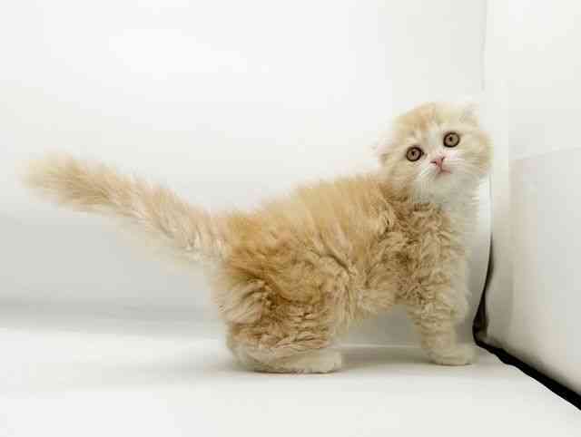 兵庫県のスコティッシュフォールド (ひごペットフレンドリーコロワ甲子園店/2025年12月21日生まれ/女の子/クリームタビー)の子猫の3枚目の画像