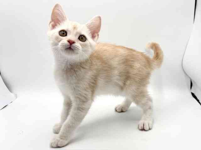 大阪府のアメリカンショートヘアー (ひごペットフレンドリーみのおキューズモール店/2025年12月27日生まれ/男の子/クリームタビー)の子猫の3枚目の画像