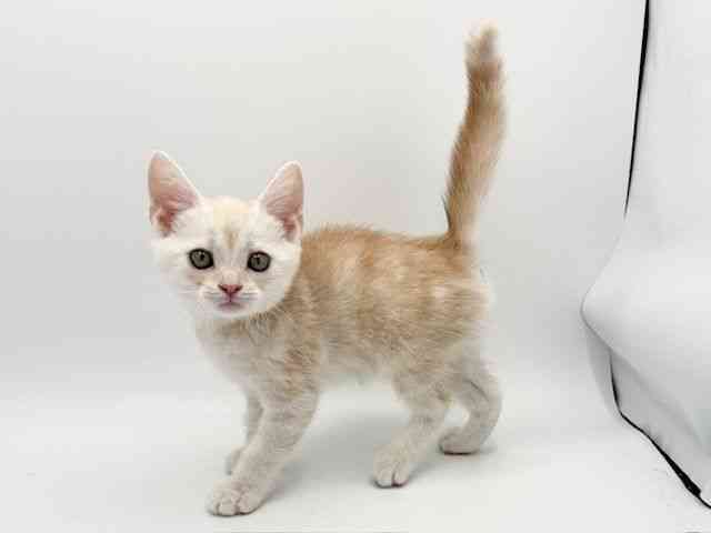 大阪府のアメリカンショートヘアー (ひごペットフレンドリーみのおキューズモール店/2025年12月27日生まれ/男の子/クリームタビー)の子猫の3枚目の画像