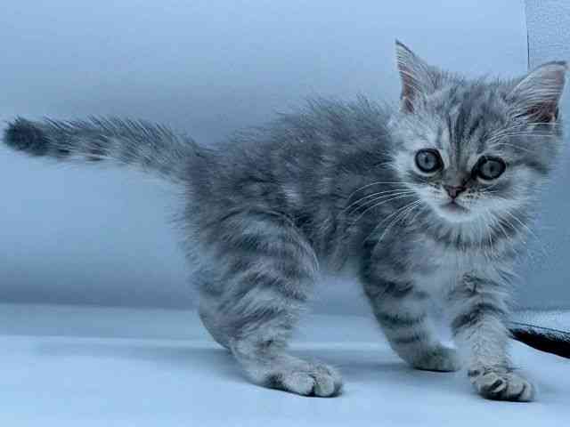 愛知県のスコティッシュフォールド (ひごペットフレンドリーヴィアモール アピタ江南西店/2025年12月24日生まれ/男の子/ブルーシルバータビー)の子猫の3枚目の画像