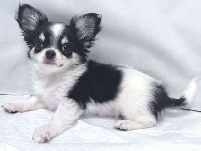 大阪府のチワワ(ロング) (ひごペットフレンドリー堺プラットプラット店/2025年12月28日生まれ/男の子/ブラックタンホワイト)の子犬の3枚目の画像