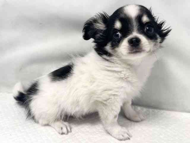 大阪府のチワワ(ロング) (ひごペットフレンドリー堺プラットプラット店/2025年12月28日生まれ/男の子/ブラックタンホワイト)の子犬の3枚目の画像