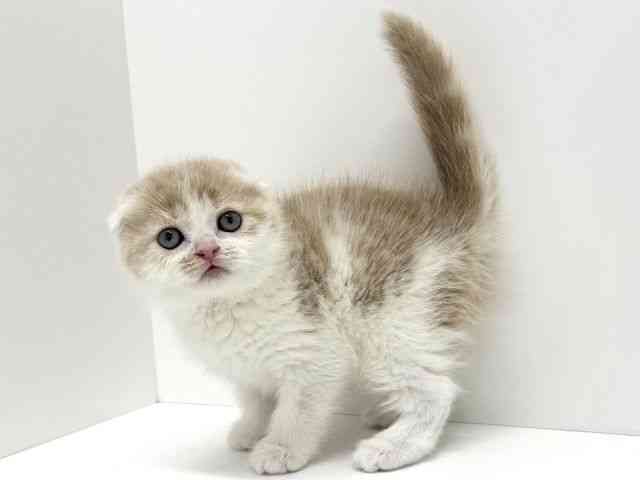 大阪府のスコティッシュフォールド (ひごペットフレンドリーくずはモール店/2025年12月29日生まれ/男の子/クリームタビーホワイト)の子猫の3枚目の画像