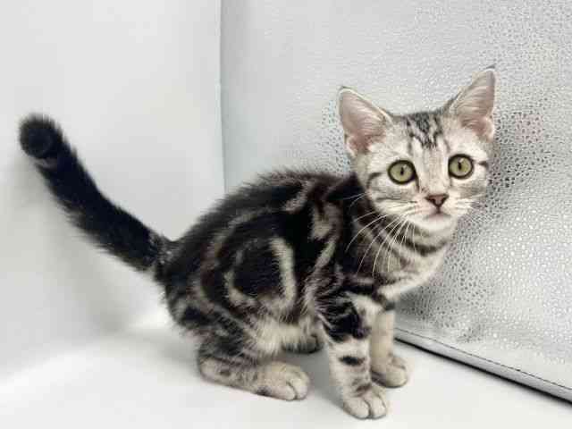 大阪府のアメリカンショートヘアー (ひごペットフレンドリーイオンタウン豊中庄内店/2025年12月28日生まれ/女の子/シルバータビー)の子猫の3枚目の画像
