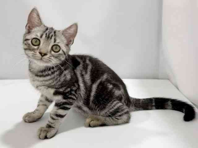 大阪府のアメリカンショートヘアー (ひごペットフレンドリーイズミヤショッピングセンター千里丘店/2025年12月27日生まれ/男の子/シルバータビー)の子猫の3枚目の画像