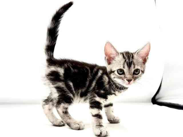 愛知県のアメリカンショートヘアー (ひごペットフレンドリーヴィアモール アピタ江南西店/2025年12月27日生まれ/男の子/シルバータビー)の子猫の3枚目の画像