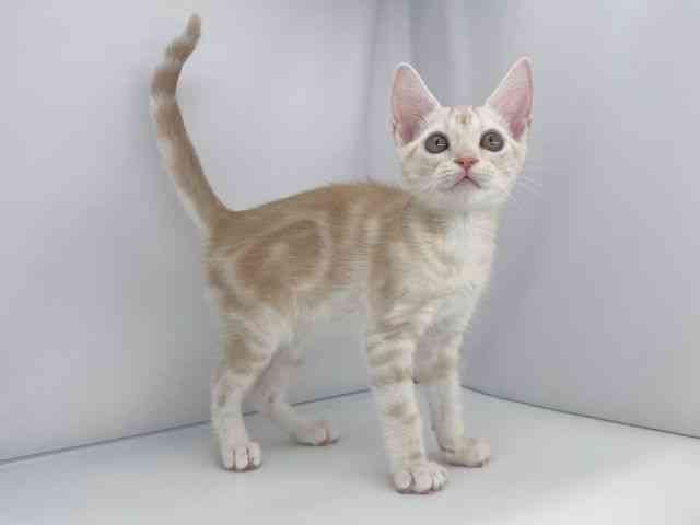 兵庫県のアメリカンショートヘアー (ひごペットフレンドリーイオンタウン加古川店/2025年12月27日生まれ/男の子/レッドタビー)の子猫の3枚目の画像