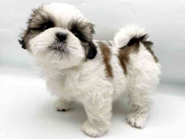 奈良県のシーズー (ひごペットフレンドリートナリエ大和高田店/2025年12月29日生まれ/男の子/ホワイトゴールド)の子犬の3枚目の画像