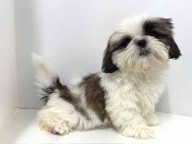 大阪府のシーズー (ひごペットフレンドリーベルファⅡ都島店/2025年12月29日生まれ/男の子/ホワイトゴールド)の子犬の3枚目の画像