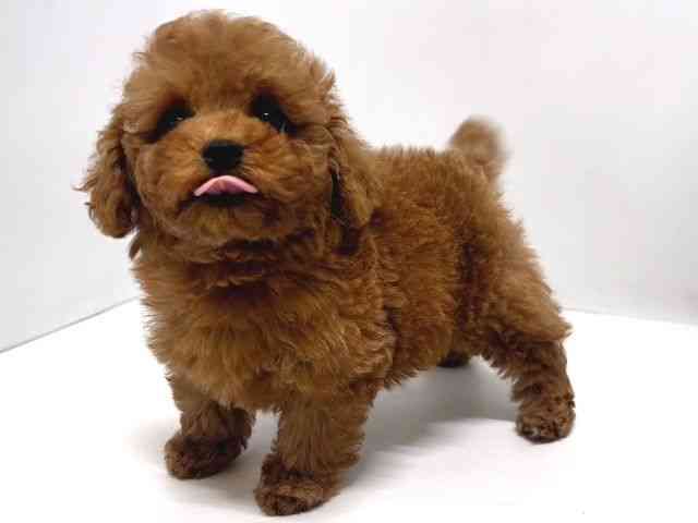 奈良県のトイプードル(トイ) (ひごペットフレンドリー奈良パワーシティ店/2025年12月24日生まれ/男の子/レッドフォーン)の子犬の3枚目の画像