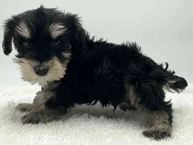 島根県のミニチュアシュナウザー (ひごペットフレンドリーイオンモール出雲店/2025年12月28日生まれ/男の子/ブラックシルバー)の子犬の3枚目の画像