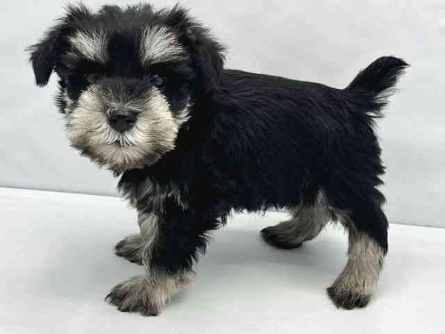 大阪府のミニチュアシュナウザー (ひごペットフレンドリーイトーヨーカドー津久野店/2025年12月28日生まれ/女の子/ブラックシルバー)の子犬の3枚目の画像