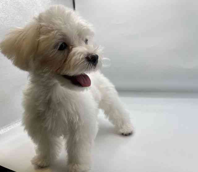 香川県のマルチーズ (ひごペットフレンドリーゆめタウン高松店/2025年12月27日生まれ/男の子/ホワイト)の子犬の3枚目の画像
