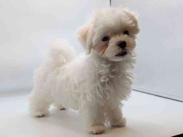 香川県のマルチーズ (ひごペットフレンドリーゆめタウン高松店/2025年12月27日生まれ/男の子/ホワイト)の子犬の3枚目の画像