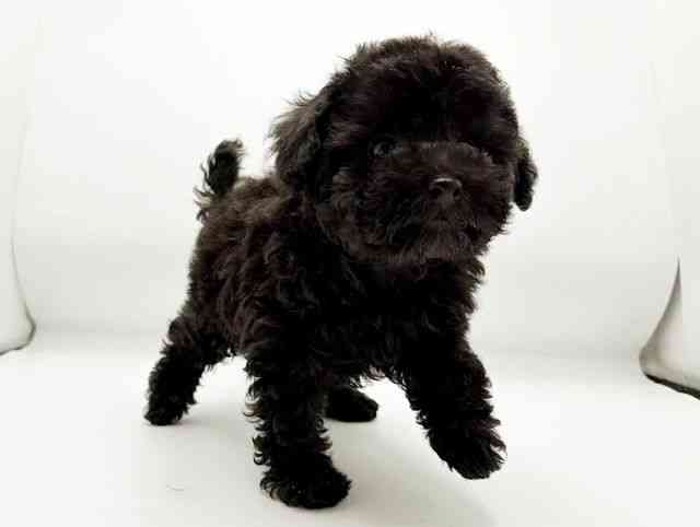 兵庫県のトイプードル(トイ) (ひごペットフレンドリーコロワ甲子園店/2025年12月29日生まれ/男の子/ブラック)の子犬の3枚目の画像