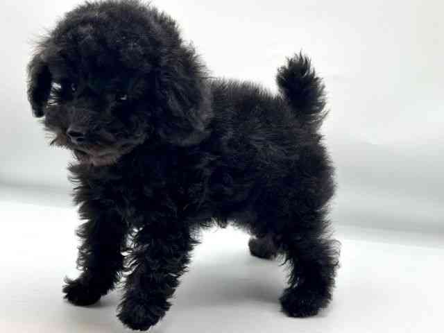 香川県のトイプードル(トイ) (ひごペットフレンドリーゆめタウン高松店/2025年12月29日生まれ/男の子/ブラック)の子犬の3枚目の画像