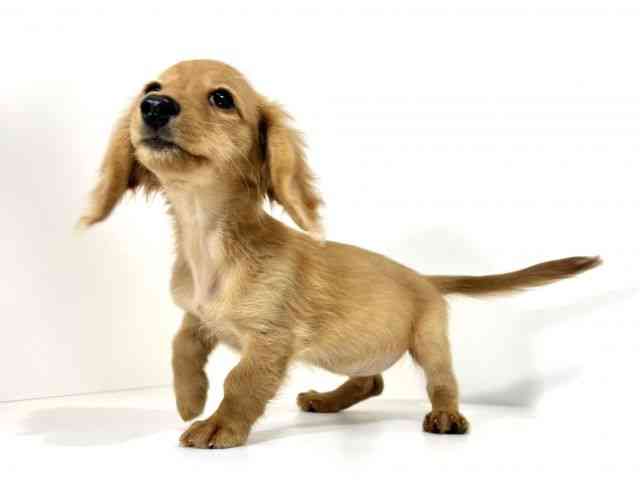 兵庫県のカニンヘンダックスフンド(ロング) (ひごペットフレンドリーイトーヨーカドー明石店/2025年12月28日生まれ/女の子/ゴールド)の子犬の3枚目の画像